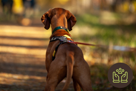 Dog-img